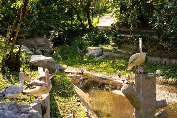 Flock White Pelicans Who Live Bird Park — Stock Photo, Image