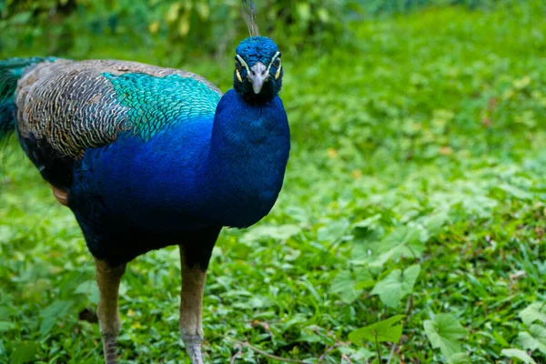 Beautiful Manicured Peacock Walks Green Bird Park — Stock Photo, Image