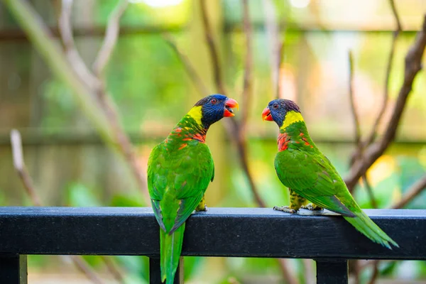 Rainbow Lorikeet Parrots Green Park Bird Park Wildlife — Stock Photo, Image