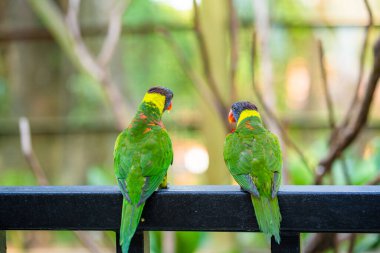 Gökkuşağı Lorikeet papağanları yeşil bir parkta. Kuş parkı, vahşi yaşam.
