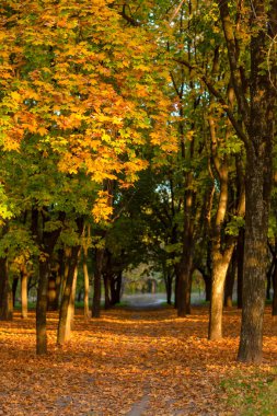 Güzel bir sonbahar parkı. Resimli doğa, güneş ışınlarındaki altın ağaçlar.
