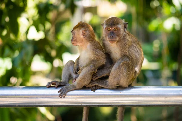 Due Scimmiette Abbracciano Mentre Siedono Una Recinzione — Foto Stock