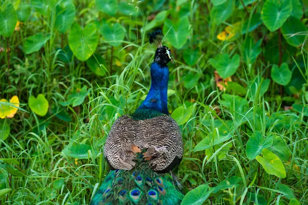 Beau Paon Soigné Promène Dans Parc Aux Oiseaux Verts — Photo