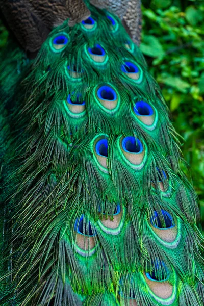 Nahaufnahme Eines Pfauenschwanzes Federn Schwanz Eines Pfaus Farben Der Natur — Stockfoto