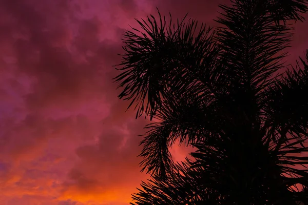 Silhouettata Una Palma Sullo Sfondo Insolito Rosso Fuoco Tramonto Tropicale — Foto Stock