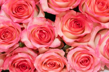 Pembe beyaz güllerden bir buket taze çiçek.