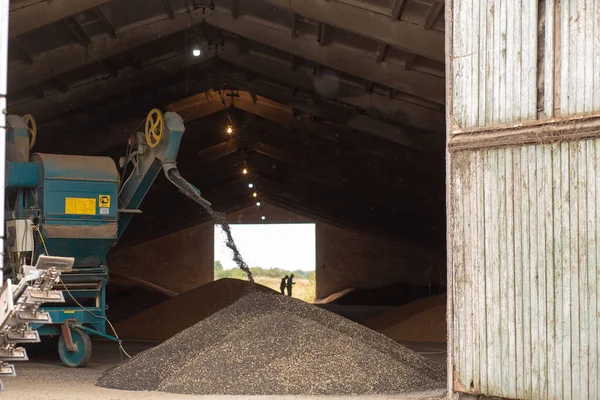 A machine for extracting seeds from sunflowers in a hangar. Mountain of sunflower seeds. Harvesting sunflower.