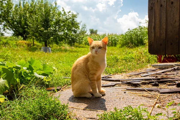 Köydeki Evin Avlusunda Kırmızı Kedi Var Kızıl Kedi Yazın Dışarıda — Stok fotoğraf