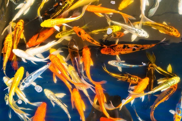 五彩斑斓的热带鱼在装饰的池塘里蓝色底色的橙色装饰鱼 观赏鱼群 — 图库照片