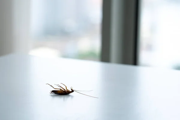 Beyaz Bir Mutfak Masasında Hamamböceği — Stok fotoğraf