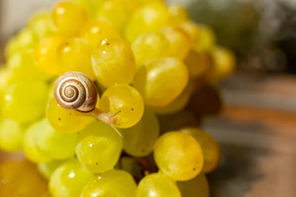 Close Small Snail Crawling Grapes Quiche Mish — Stock Photo, Image