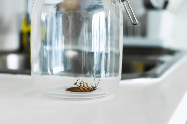 Cockroach Glass Jar Kitchen — Stock Photo, Image