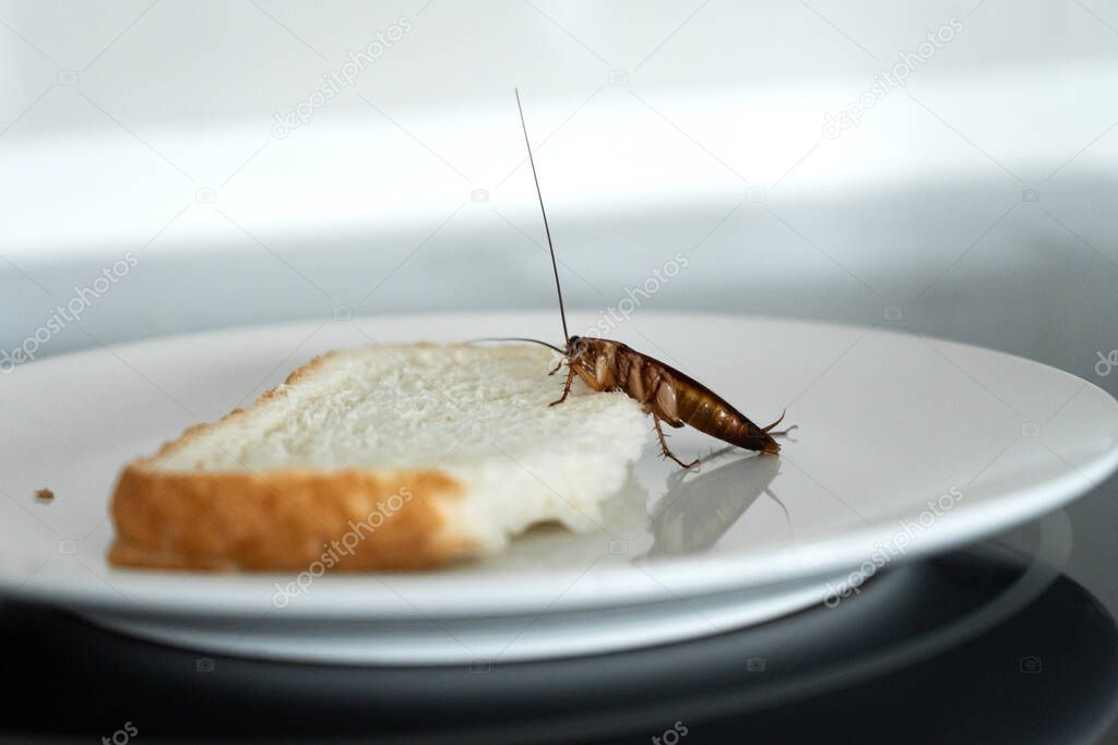 A cockroach is sitting on a piece of bread in a plate in the kitchen. Cockroaches eat my food supplies.