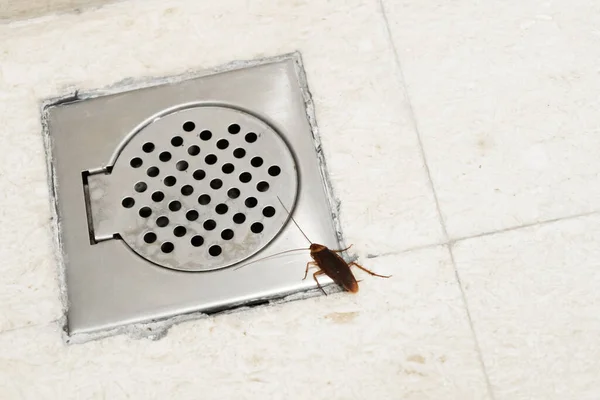 排水溝の近くのバスルームでのゴキブリ 昆虫の問題 ゴキブリは下水道を通って登る — ストック写真