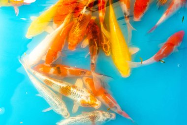 Dekoratif bir gölette renkli tropikal balıklar. Mavi arka planda turuncu dekoratif balık. Süslü balık sürüsü.
