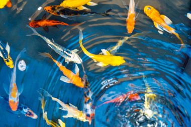 Dekoratif bir gölette renkli tropikal balıklar. Mavi arka planda turuncu dekoratif balık. Süslü balık sürüsü.