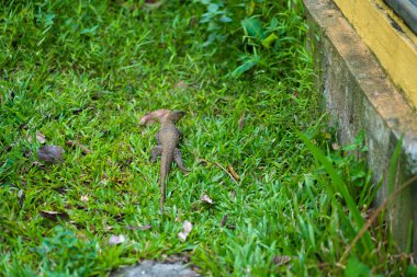 Komodo kertenkelesi parkta çimlerde yürüyor..