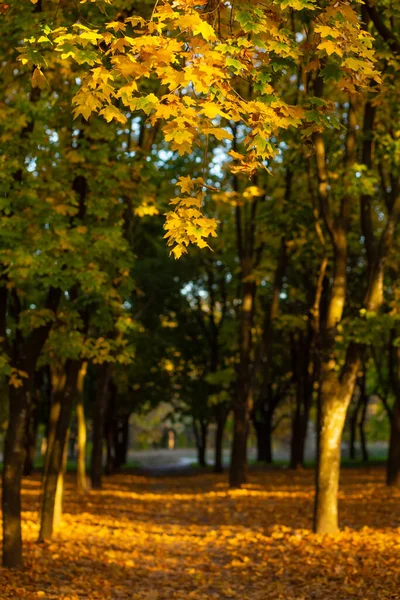 Belo Parque Outono Natureza Pitoresca Árvores Douradas Nos Raios Sol — Fotografia de Stock