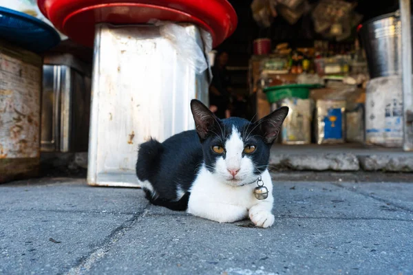 Gato Blanco Negro Con Una Campana Cuello Encuentra Suelo Mercado —  Fotos de Stock