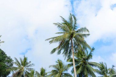 Palmiye bahçesi. Tropikal ormanda palmiye ağaçları. Tropiklerin ve sıcaklığın sembolü..