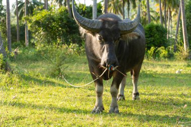 Büyük boynuzlu bir bufalo yeşil bir tropikal ormanda çimlerde otluyor.