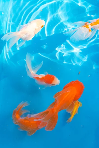Кольорова Тропічна Риба Декоративному Ставку Помаранчева Декоративна Риба Синьому Фоні — стокове фото