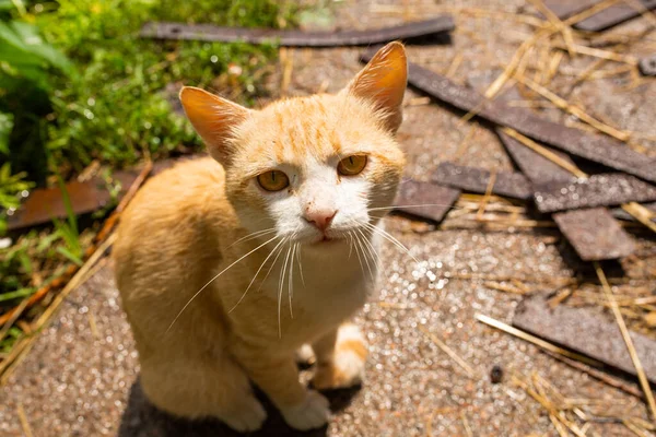 村の家の中庭にある赤い猫 赤い猫は屋外で夏を歩く — ストック写真