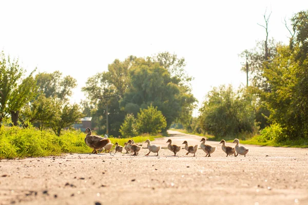 Eine Ente Führt Ihre Entchen Über Die Straße Entenmutter Mit — Stockfoto