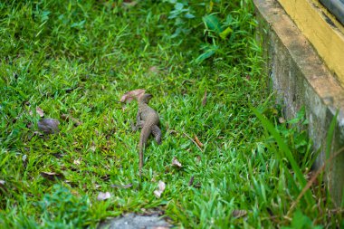 Komodo kertenkelesi parkta çimlerde yürüyor..