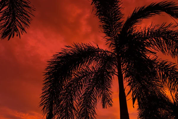 Silhouetted Palm Tree Background Unusual Fiery Red Tropical Sunset — Stock Photo, Image