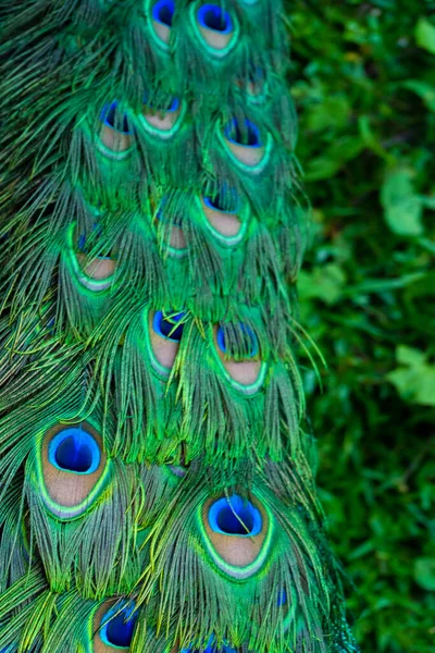 Nahaufnahme Eines Pfauenschwanzes Federn Schwanz Eines Pfaus Farben Der Natur — Stockfoto