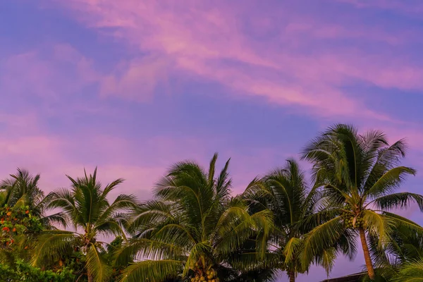 Coucher Soleil Sur Une Plage Tropicale Paradisiaque Avec Des Palmiers — Photo