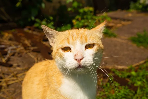 村の家の中庭にある赤い猫 赤い猫は屋外で夏を歩く — ストック写真