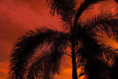 Sıradışı, kırmızı, tropik bir günbatımının arka planında bir palmiye ağacı silueti.