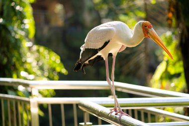 Çitteki süt leyleğinin portresi.