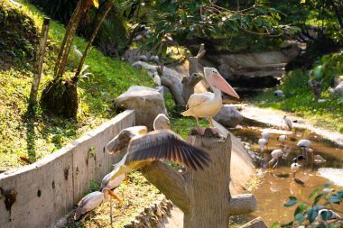 Kuş parkında yaşayan beyaz pelikan sürüsü..