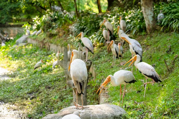 公園の緑の芝生の上にミルクのコウノトリの群れが座っています — ストック写真