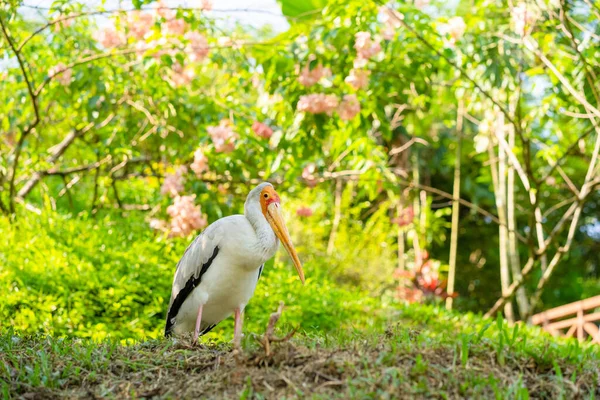 Eine Herde Milchstörche Sitzt Auf Einer Grünen Wiese Einem Park — Stockfoto