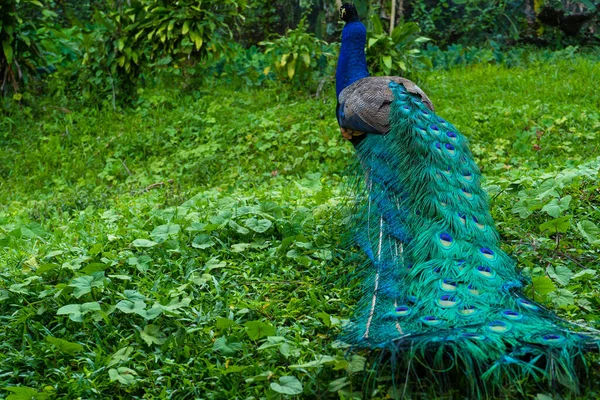 Ein Schöner Gepflegter Pfau Spaziert Einem Grünen Vogelpark — Stockfoto