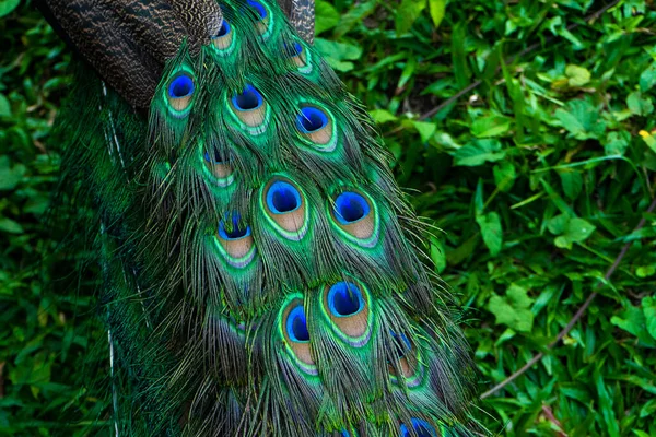 공작새의 꼬리를 클로즈업 공작새의 꼬리에 자연의 — 스톡 사진