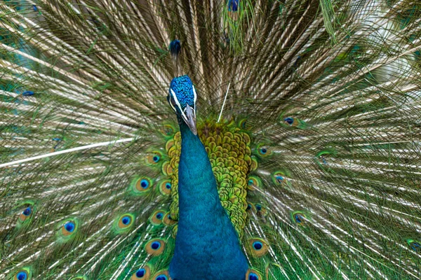 Schöne Gepflegte Männliche Pfau Spreizt Seinen Schwanz Luxuriösen Schwanz Flirtet — Stockfoto