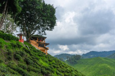 Cameron Vadisi 'ndeki çay tarlaları. Malezya 'nın dağlık kesimlerinde yeşil tepeler. Çay üretimi. Çayın yeşil çalıları