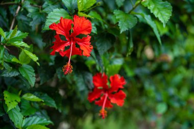 Hibiscus çiçekleri vahşi doğada, yeşil tepelerin arkasında