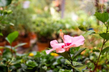 Hibiscus çiçekleri vahşi doğada, yeşil tepelerin arkasında