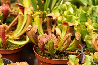 Egzotik çiçek. Etçil sürahi bitkileri kapanıyor..