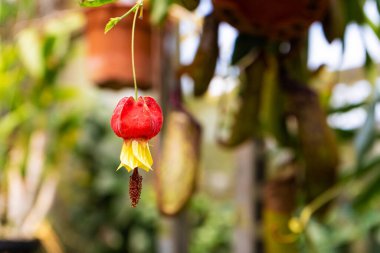 Abutilon megapotamya çiçeği Redven abutilon Abutilon pictum ya da Hint mallow, yeşil yapraklı Çin feneri