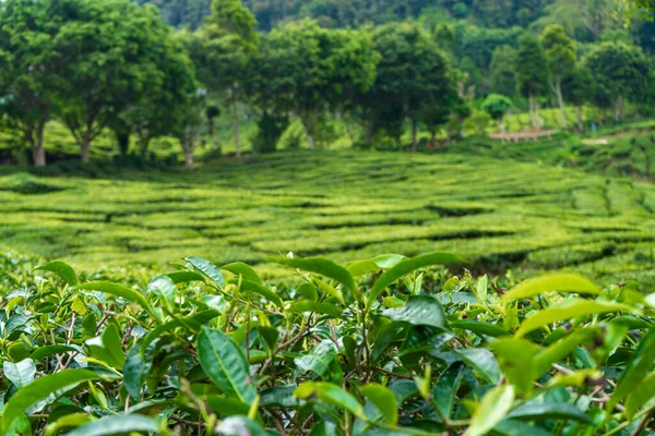 Tea plantations Cameron Valley. Green hills in the highlands of Malaysia. Tea production. Green bushes of young tea