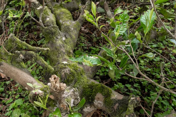 Muschio Verde Nella Foresta Pietre Della Giungla Verde Natura Pura — Foto Stock