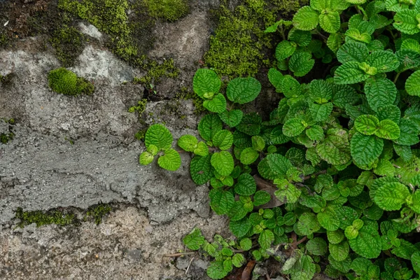 Planta Pilea Habitat Natural Floresta Tropical Perto — Fotografia de Stock