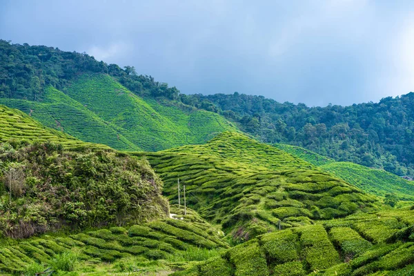 Tea plantations Cameron Valley. Green hills in the highlands of Malaysia. Tea production. Green bushes of young tea